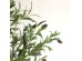 OLIVE TREE NP410_180  ΥΨΟΣ 180cm NewPlan