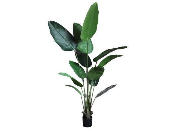 BANANA TREE NP1412_180  ΥΨΟΣ 180cm NewPlan