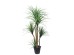 DRACAENA  NP_28_155  ΥΨΟΣ 155cm NewPlan