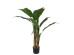 BANANA TREE NP702_145  ΥΨΟΣ 145cm NewPlan