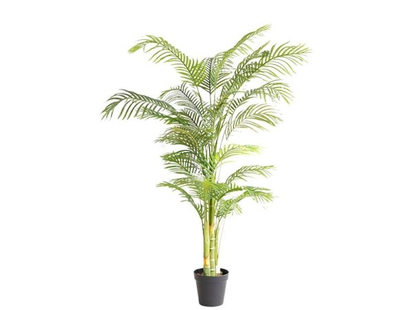 PALM TREE NP5506_180_22 ΥΨΟΣ 180cm NewPlan PALM TREE NP5506_180_22 ΥΨΟΣ 180cm NewPlan