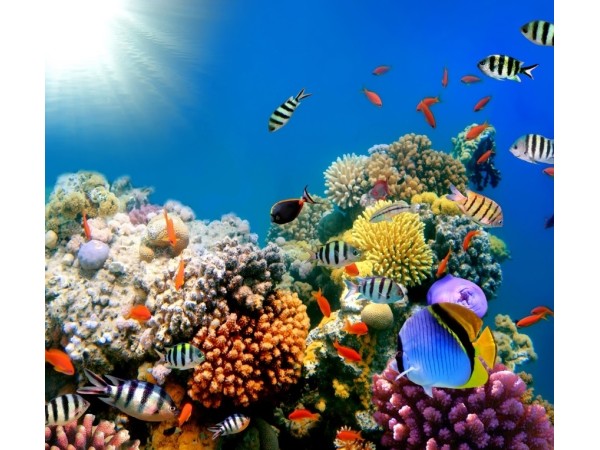 Φωτοταπετσαρία Βυθός 5 Φωτοταπετσαρία Βυθός 5